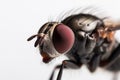 Close up macro photography of a house fly insect, domestic housefly closeup on the red eyes, isolated on a white background