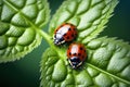 Close up macro photography of lady bugs walking over leaf.