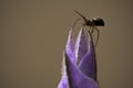 Close up macro photography of a little spider, araneae, over a lavender flower, lavanda, violet, lavandula