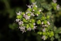 Close up photography of oregano plant blooming