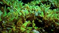 Seaweed and algea plants at the surface of the sea