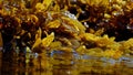 Seaweed and algea plants at the surface of the sea Royalty Free Stock Photo