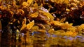 Seaweed and algea plants at the surface of the sea