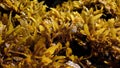 Seaweed and algea plants at the surface of the sea