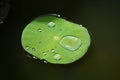 Single, crystal clear, water drop on a green colocasia leaf. Royalty Free Stock Photo