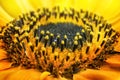 Close up photography yellow sunflower pollen.