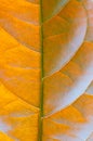 Close-up macro picara tropical leaf background fresh orange leaves plant foliage abstract pattern.idea for autumn wallpaper, Royalty Free Stock Photo