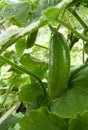 Close Up Macro of Pickling Cucumber Fruit