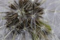 Close Up Macro Picture of Dandelion Seeds Royalty Free Stock Photo