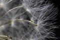 Close Up Macro Picture of Dandelion Seeds Royalty Free Stock Photo