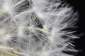 Close Up Macro Picture of Dandelion Seeds Royalty Free Stock Photo