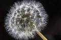Close Up Macro Picture of Dandelion Seeds Royalty Free Stock Photo