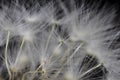 Close Up Macro Picture of Dandelion Seeds Royalty Free Stock Photo