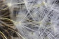 Close Up Macro Picture of Dandelion Seeds Royalty Free Stock Photo