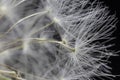 Close Up Macro Picture of Dandelion Seeds Royalty Free Stock Photo