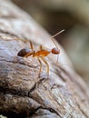 a close up macro picture of red ant