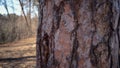 Close-up macro pine tree bark. Texture of natural pine bark on the tree trunk Royalty Free Stock Photo