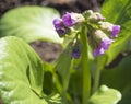 Close up macro of pink blooming Primrose Badan Bergenia or elephant eared saxifrage, elephants ears in early spring