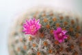 Close up or macro Pink flower cactus Royalty Free Stock Photo