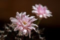 Close up or macro Pink flower cactus Royalty Free Stock Photo