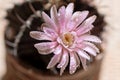 Close up or macro Pink flower cactus Royalty Free Stock Photo