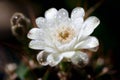 Close up or macro Pink flower cactus Royalty Free Stock Photo