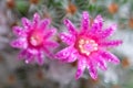 Close up or macro Pink flower cactus Royalty Free Stock Photo