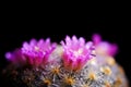 Close up or macro Pink flower cactus Royalty Free Stock Photo