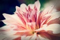 Close up macro pink flower Royalty Free Stock Photo