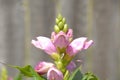 Close up macro of a pink turtle head flower with copy space Royalty Free Stock Photo