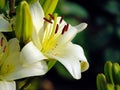 Close-up (macro) of a delicate white-yellow lily flower with buds in the garden. On a blurry background Royalty Free Stock Photo