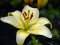 Close-up (macro) of a white-yellow lily, in dewdrops, water after rain.m Royalty Free Stock Photo