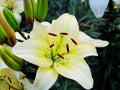 Close-up (macro) of a soft white-yellow lily flower with buds in the garden. Royalty Free Stock Photo