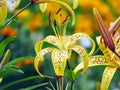 Close-up (macro) of the pistil and stamens of the tiger Lily, yellow. In the garden.en Royalty Free Stock Photo