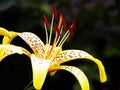 Close-up (macro) of the pistil and stamens of the tiger Lily, yellow-orange color. On a dark background Royalty Free Stock Photo