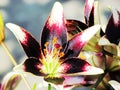 Close-up (macro) of the pistil and stamens of a variegated, maroon-colored lily in the sun in the garden Royalty Free Stock Photo