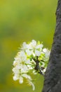 Close up macro plum branch white flowers with blurred background Royalty Free Stock Photo