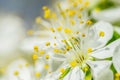 Close up macro plum branch white flowers with blurred background Royalty Free Stock Photo