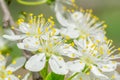 Close up macro plum branch white flowers with blurred background Royalty Free Stock Photo