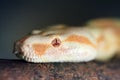 Albino Burmese Python