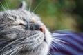 Close up macro portrait of a happy gray domestic cat squinting into the sun. Green natural background Royalty Free Stock Photo