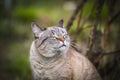 Close up macro portrait of a happy purebred domestic cat squinting into the sun. Green natural background. purebred cat walking Royalty Free Stock Photo