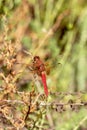 Red dragonfly close up in nature Royalty Free Stock Photo