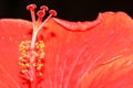 Close up macro red hibiscus flower pollen Royalty Free Stock Photo