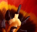 Close up macro of a red tulip Royalty Free Stock Photo