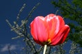 Close up macro of red tulip Royalty Free Stock Photo