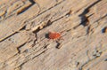 Close up macro velvet mite or Trombidiidae