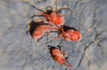 Close up macro velvet mite or Trombidiidae