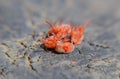 Close up macro Red velvet or Trombidiidae