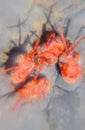 Close up macro Red velvet or Trombidiidae